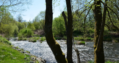 Camping De La Doller