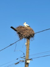 Foto #53 van Flower Camping du Lac de la Seigneurie