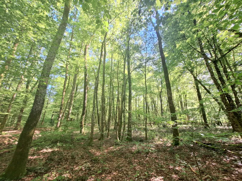 Forfait Confort (1 Tente, Caravane Ou Camping-Car / 1 Voiture / Électricité )