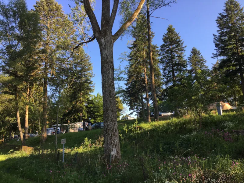 Forfait Confort (1 Tente, Caravane Ou Camping-Car / Électricité 10A)