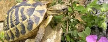 E Canicce - image n°54 - UniversalBooking