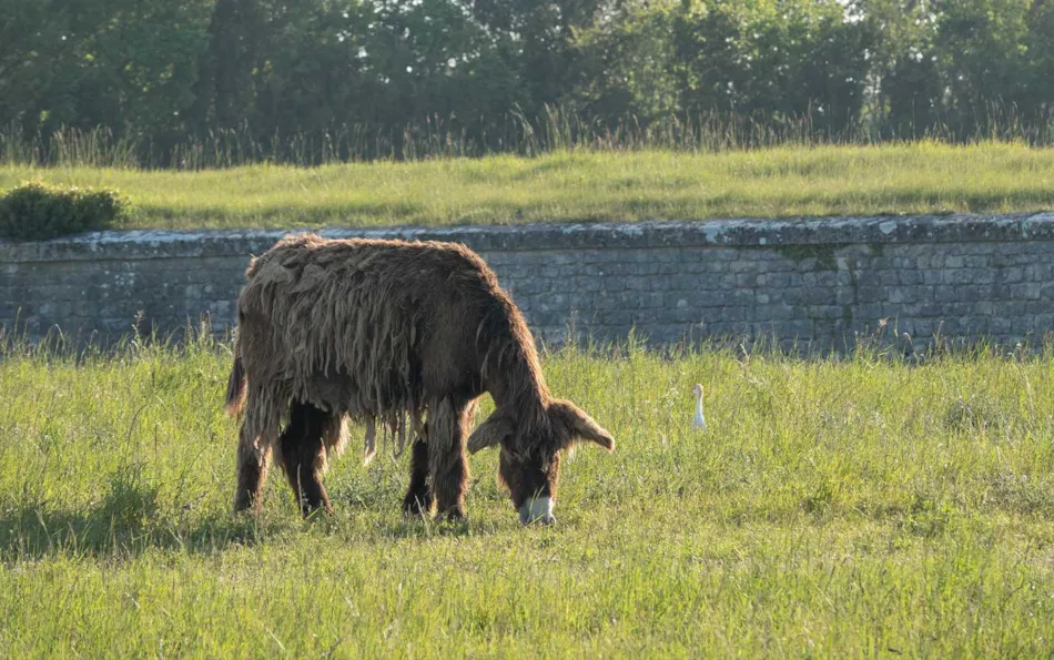 Camping Les Pérouses du Phare