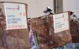 Foto #25 van Camping Les Pérouses du Phare