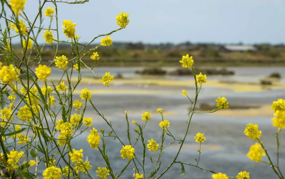 Camping Les Pérouses du Phare