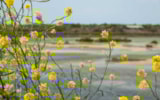 Foto #31 van Camping Les Pérouses du Phare