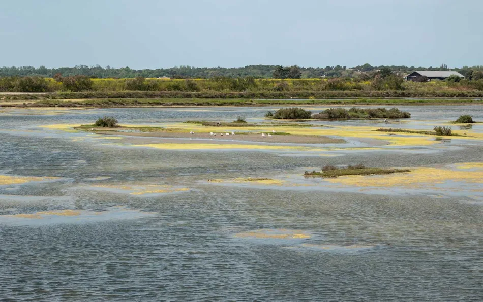 Camping Les Pérouses du Phare