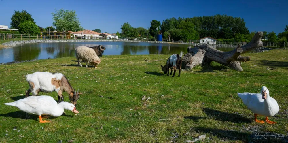 CAMPING PARADIS- Camping de La Motte