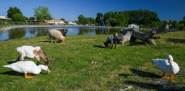 CAMPING DE LA MOTTE - image n°4 - Camping Direct