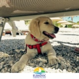 Foto #10 van Elbadoc Camping Village