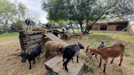 Domaine de la Baie Dorée - image n°3 - Camping Direct