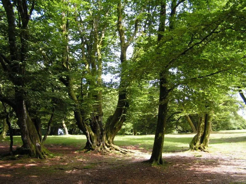 Camping les Genêts du Morvan - image n°9 - UniversalBooking