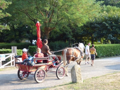 Package Horserider : 1 horse + tent + electricity 6A
