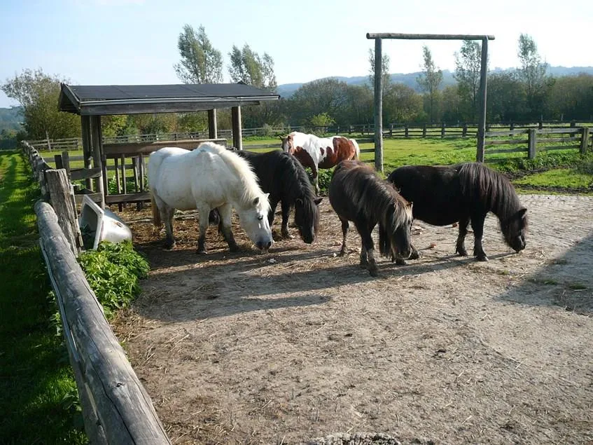 Rohloff Ferienpark Buschhof - image n°3 - UniversalBooking