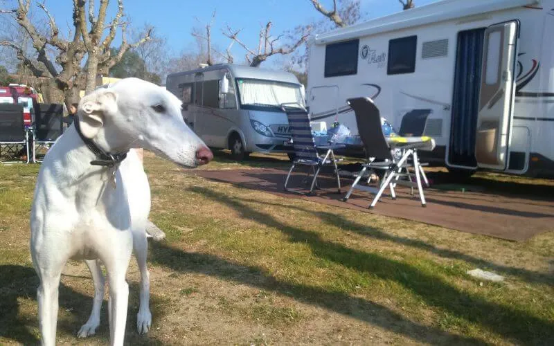 Emplacement - Emplacement   Caravane + Véhicule - Camping Lloret Blau