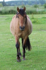 Foto #56 van Camping Le Mont Joli Bois