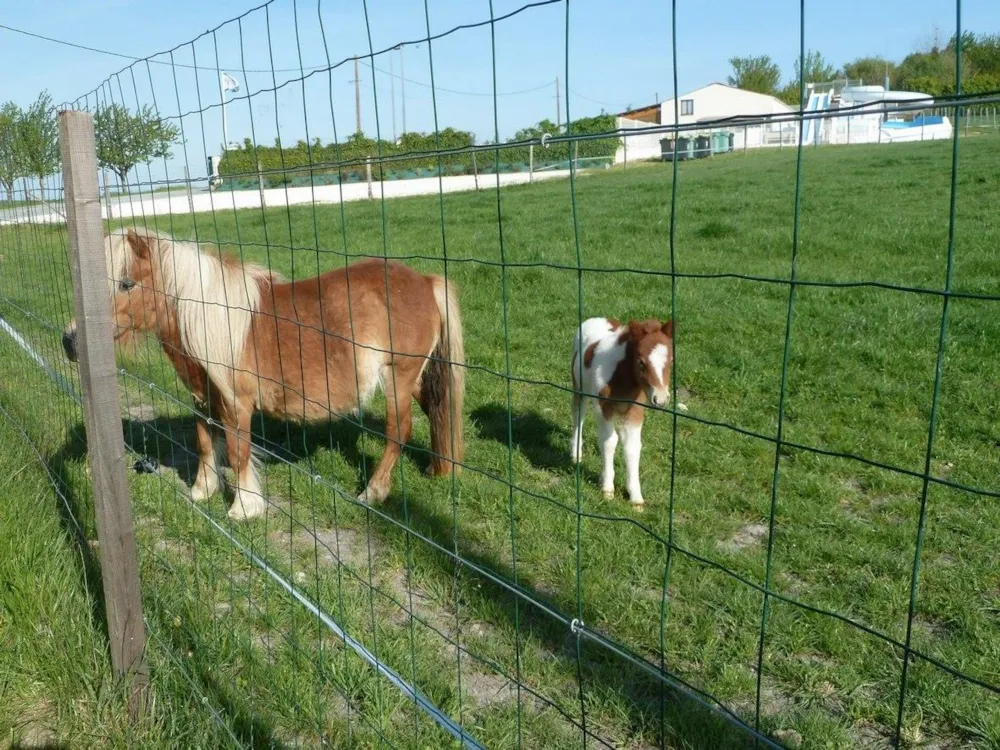 Camping Les Vignes