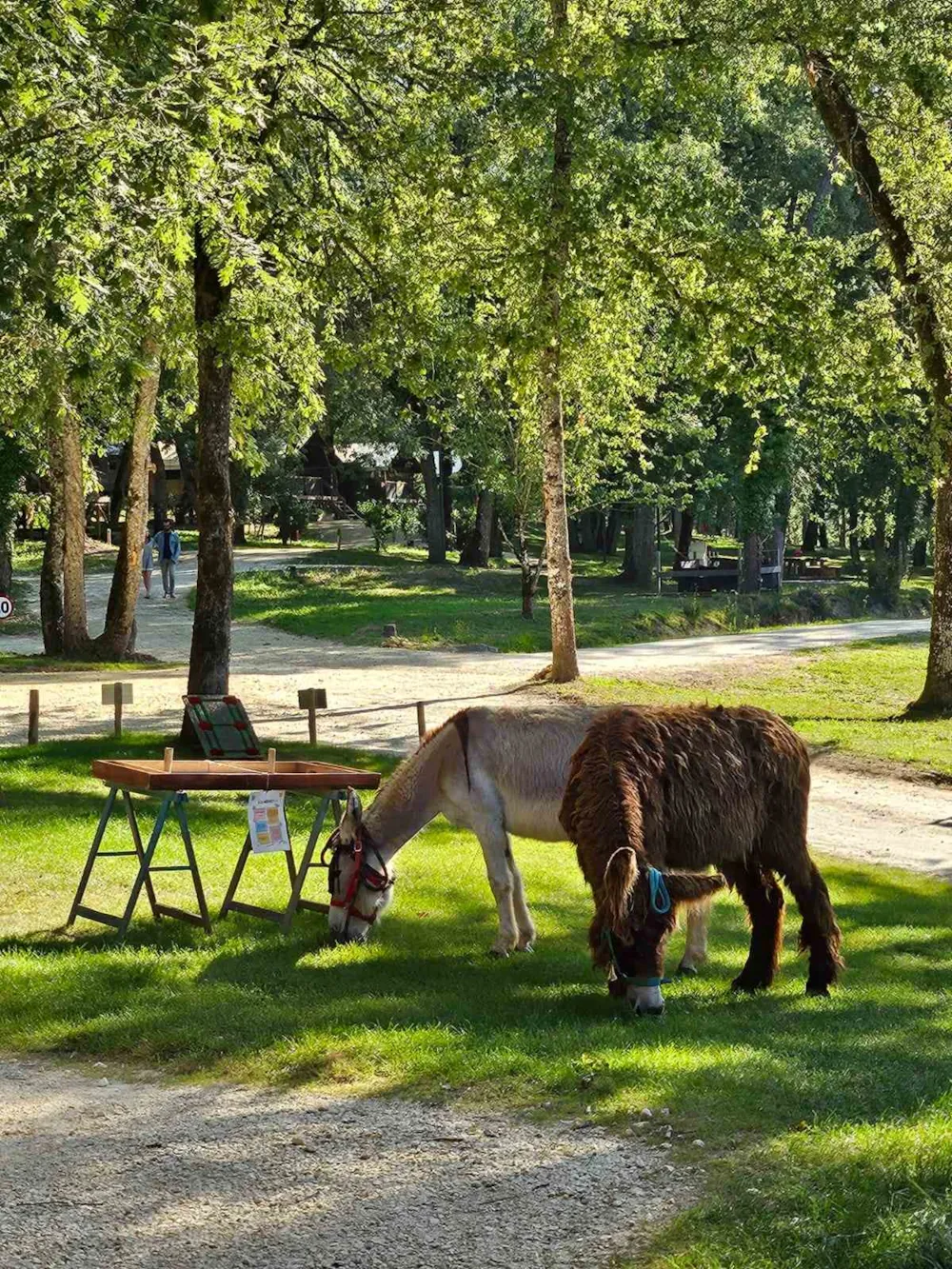 Camping du Lac De Neufont