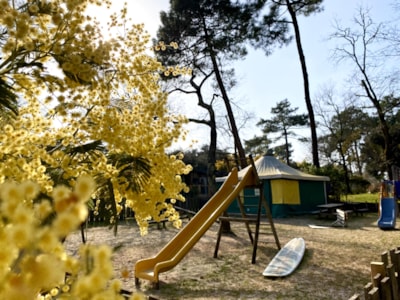 Nicoll's Camp/Pins