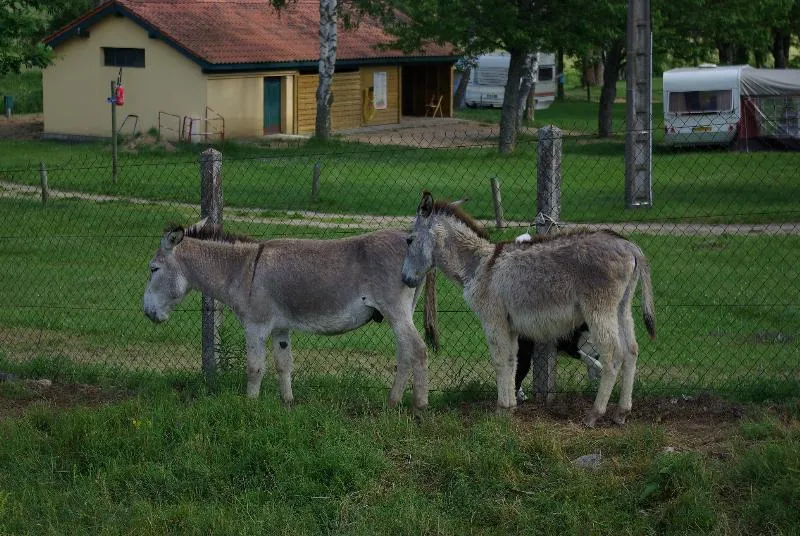 Camping La Cigale de L'Allier - image n°19 - UniversalBooking