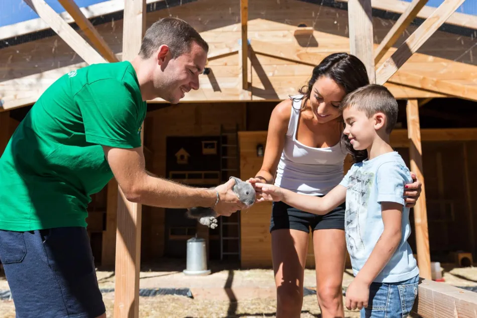 Camping  Holiday Green