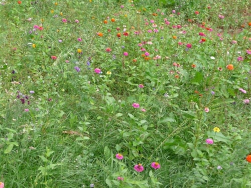 Foto #1 van Camping glamping Terre Rouge