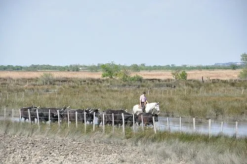 Camping Abri de Camargue