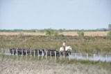 Foto #77 van Camping Abri de Camargue