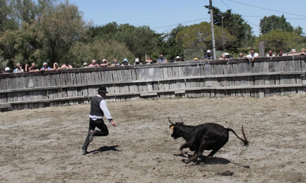 Camping Abri de Camargue