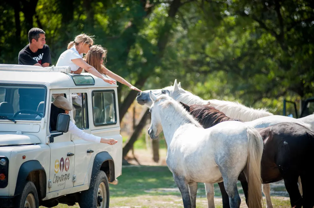 Camping Abri de Camargue