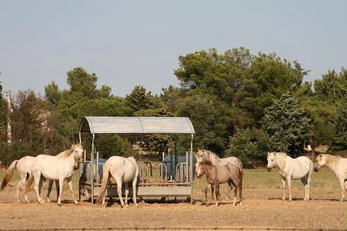 Camping Abri de Camargue