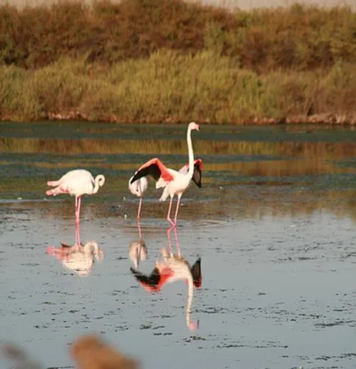 Camping Abri de Camargue