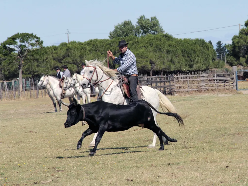 Camping Abri de Camargue