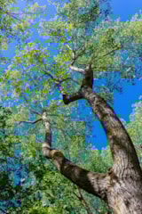 Foto #9 van Camping Abri de Camargue