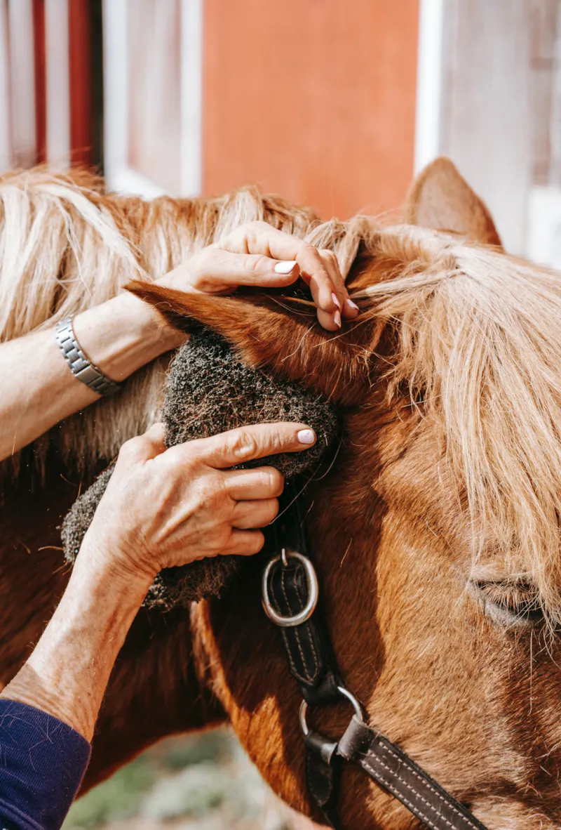 Nuit En Goutte D'ô Et Balade À Cheval