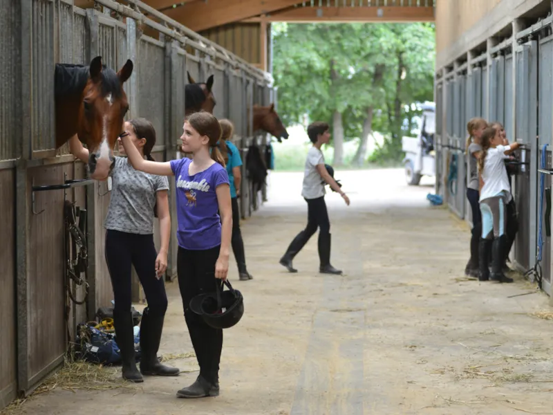 Stage Équestre Passion (10-19 Ans) - Semaine Complète - Débutant Au Galop 4 -
