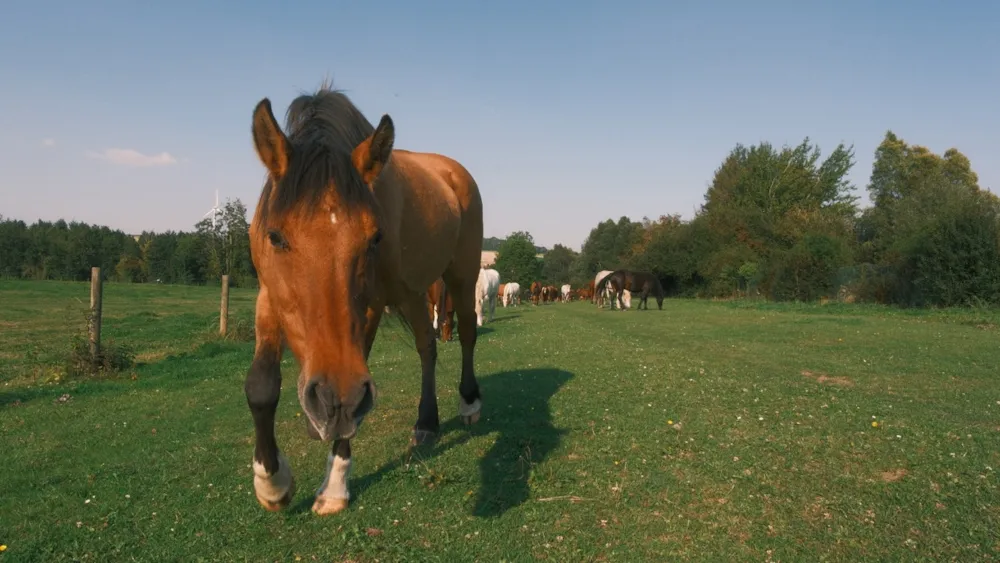 Location - Séjour Equestre Et Nuit En Roulotte - Tous Niveaux De 6 À 99 Ans ! - LieuDieu, Domaine de Campagne