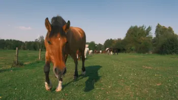Accommodation - Equestrian Stay And Night In A Caravan - All Levels From 6 To 99 Years Old! - LieuDieu, Domaine de Campagne