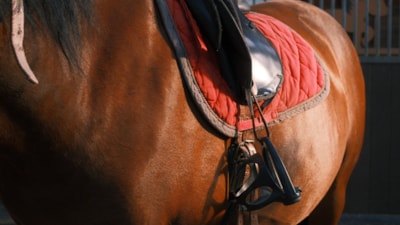 Equestrian holiday and overnight stay in a house on the water - All levels from 6 to 99 years old!