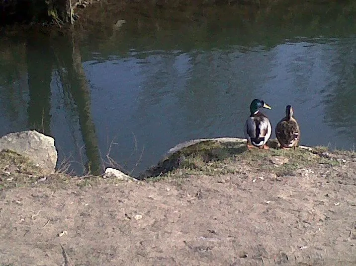 Camping du Vélodrome Albert