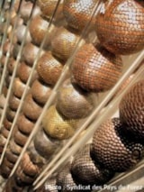 Foto #46 van Camping de la Belle Etoile