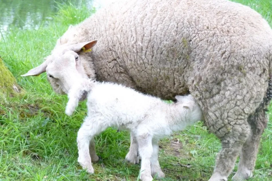 Camping Le Rivage Civraisien