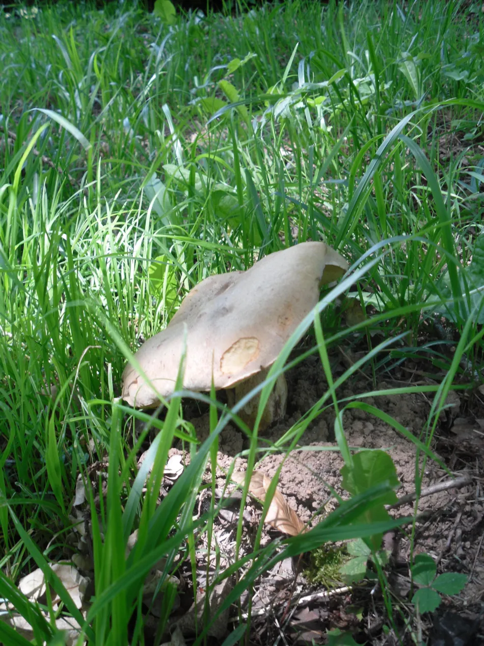 Les Chalets de la Gazonne