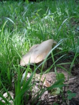 Foto #39 van Les Chalets de la Gazonne