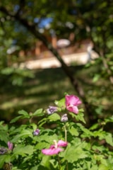 Foto #8 van Les Chalets de la Gazonne