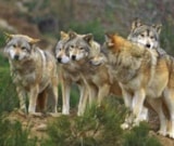 Foto #36 van Complexe des Oustalous