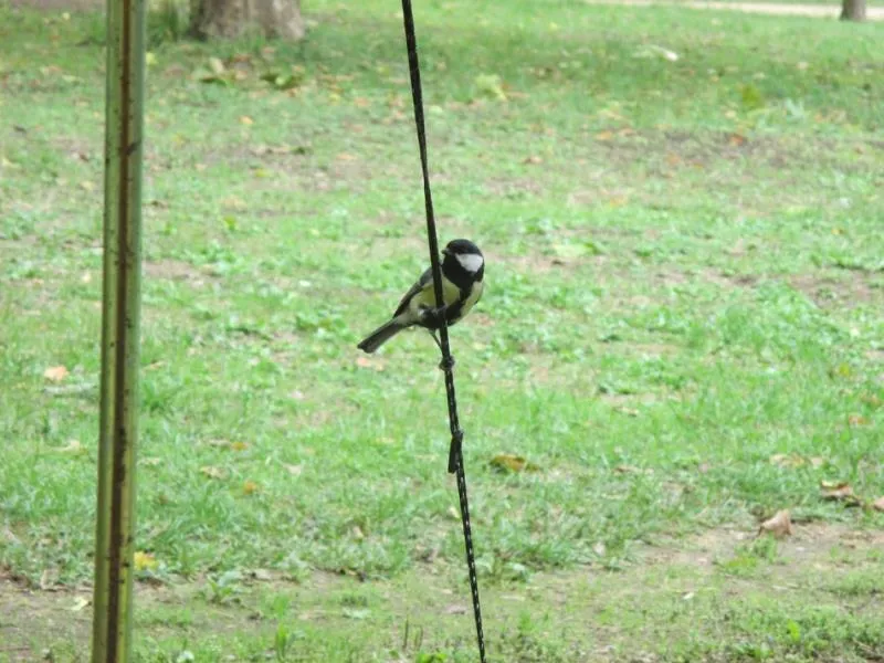 Emplacement Camping-Car, Caravane Ou Tente + 1 Voiture + Électricité