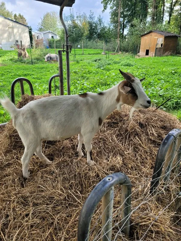 Camping des Cerisiers