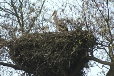 Camping les Cigognes - image n°3 - Camping Direct