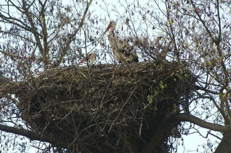 Camping les Cigognes