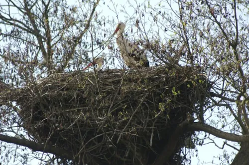 Camping les Cigognes - Grand Est - Afbeelding n°3 Camping les Cigognes - Grand Est - Afbeelding n°3